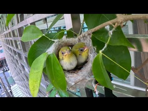 鳥來家裡築巢 風水|野鳥庭前築巢 預示居家風水好兆頭 